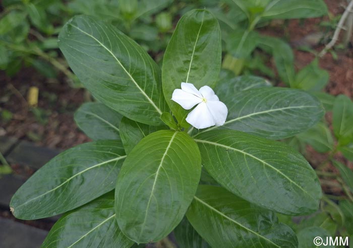 Catharanthus roseus