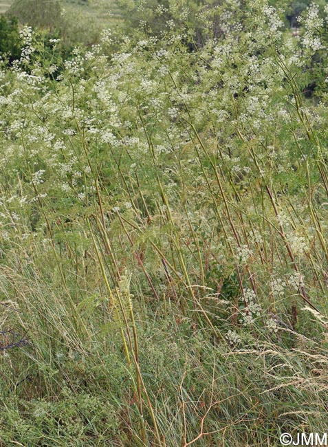 Chaerophyllum bulbosum