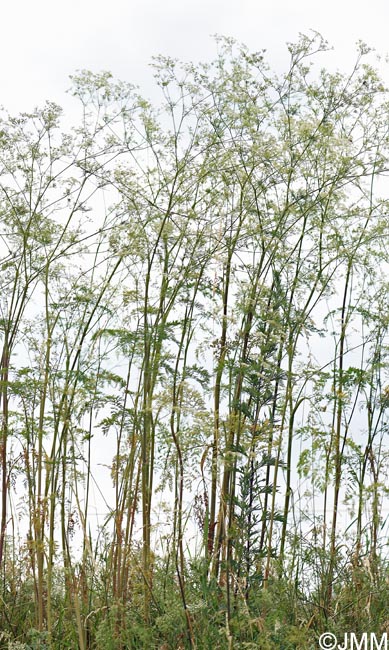 Chaerophyllum bulbosum