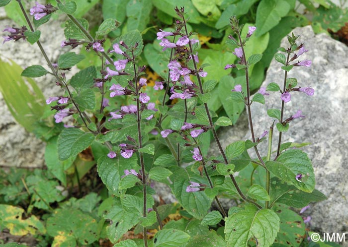 Clinopodium nepeta subsp. sylvaticum = Calamintha menthifolia