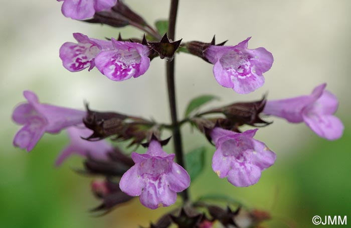 Clinopodium nepeta subsp. sylvaticum = Calamintha menthifolia