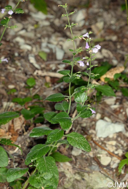 Clinopodium nepeta subsp. sylvaticum = Calamintha menthifolia