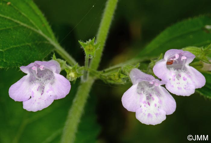 Clinopodium nepeta subsp. sylvaticum = Calamintha menthifolia