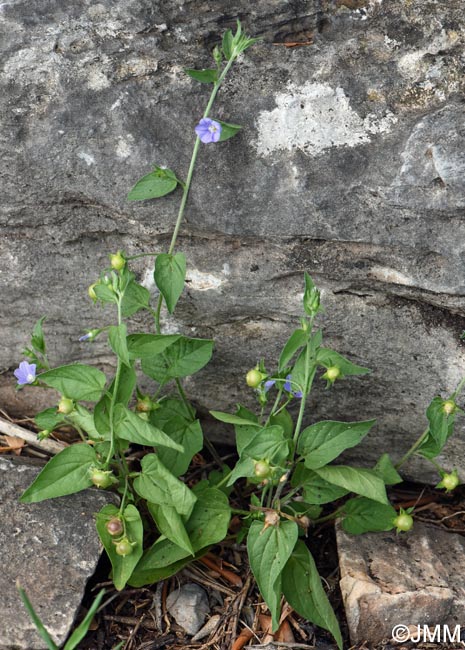 Convolvulus siculus