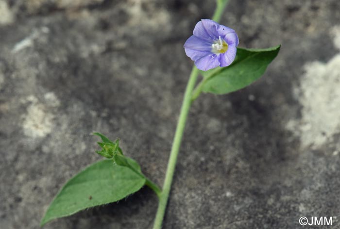 Convolvulus siculus