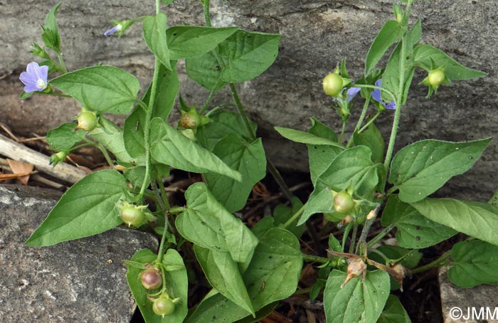 Convolvulus siculus