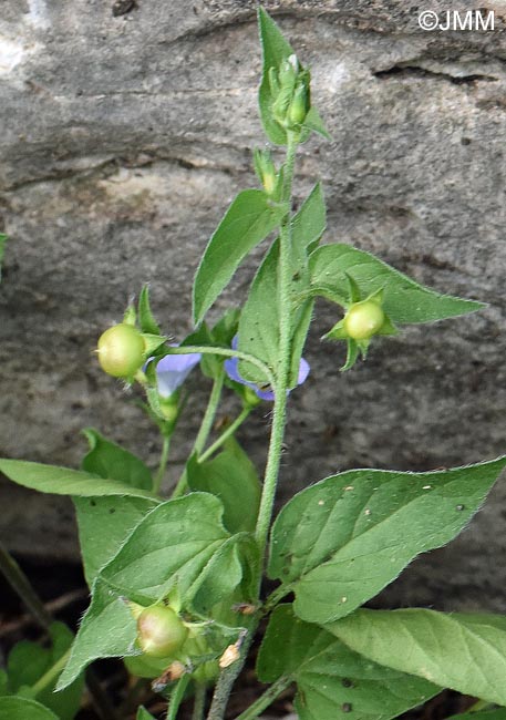 Convolvulus siculus