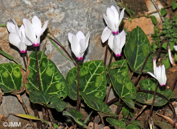 Cyclamen rhodium