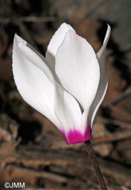 Cyclamen rhodium
