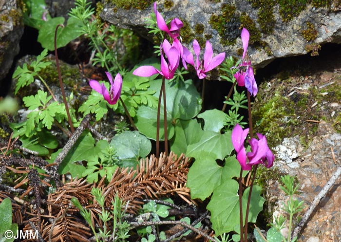 Cyclamen rhodium subsp. vividum