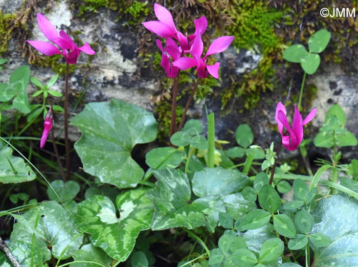 Cyclamen rhodium subsp. vividum