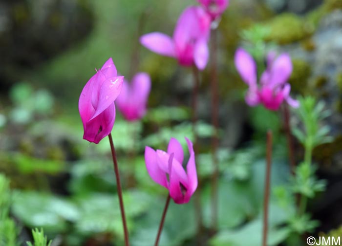 Cyclamen rhodium subsp. vividum