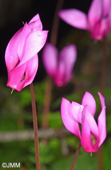 Cyclamen rhodium subsp. vividum