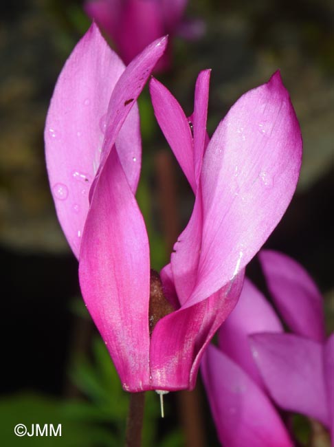 Cyclamen rhodium subsp. vividum