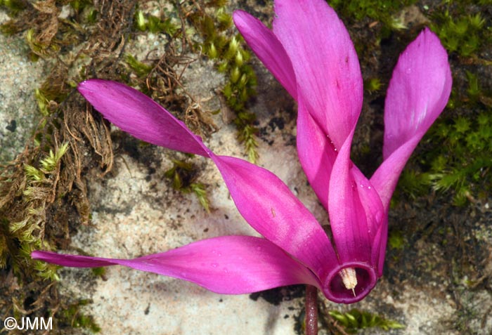 Cyclamen rhodium subsp. vividum