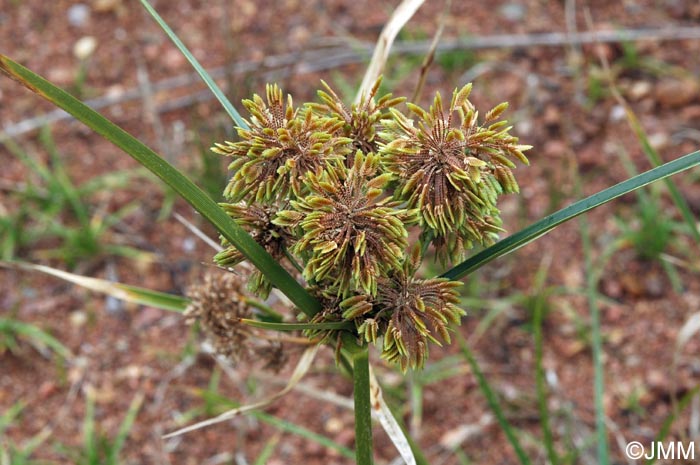 Cyperus eragrostis