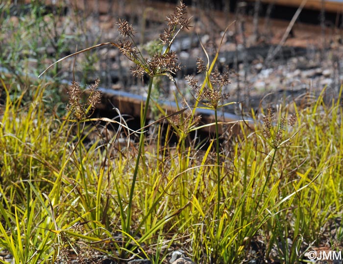 Cyperus esculentus
