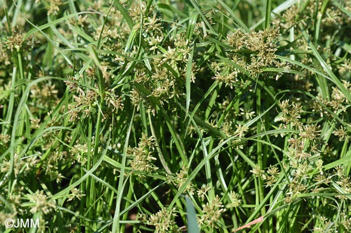 Cyperus flavescens