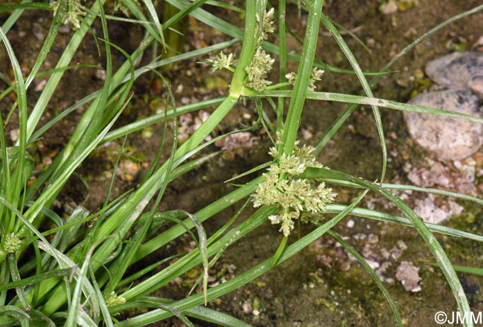 Cyperus flavescens