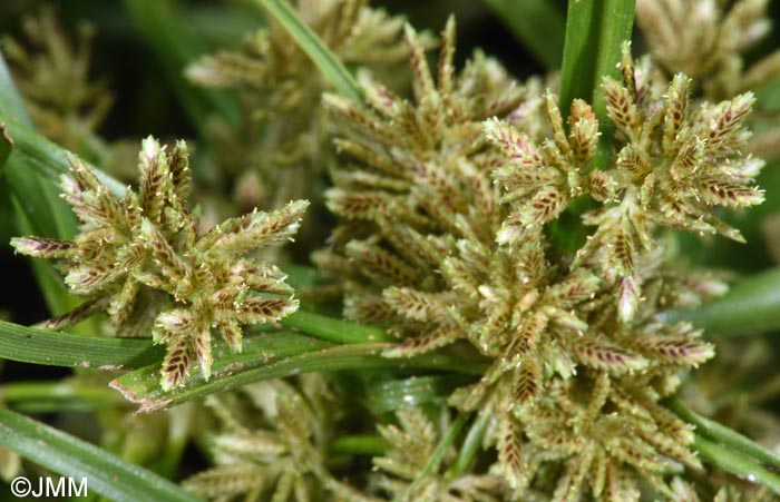Cyperus flavescens