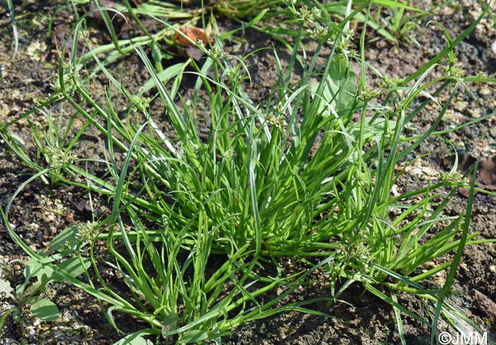 Cyperus flavescens