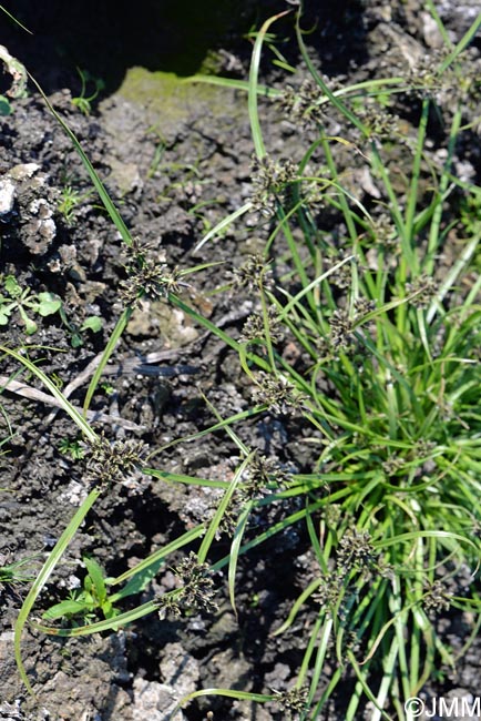 Cyperus fuscus