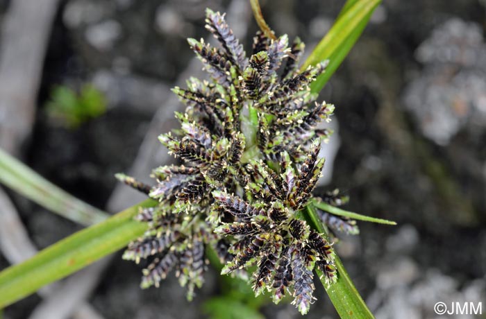 Cyperus fuscus