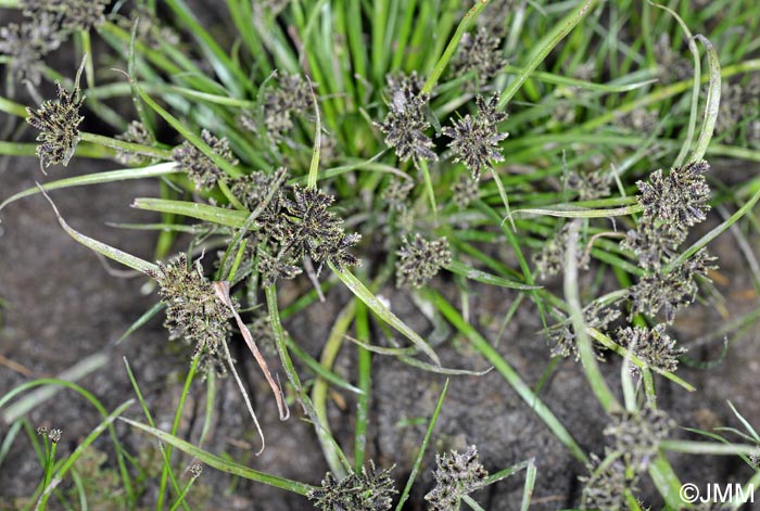 Cyperus fuscus