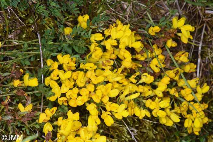 Cytisus decumbens