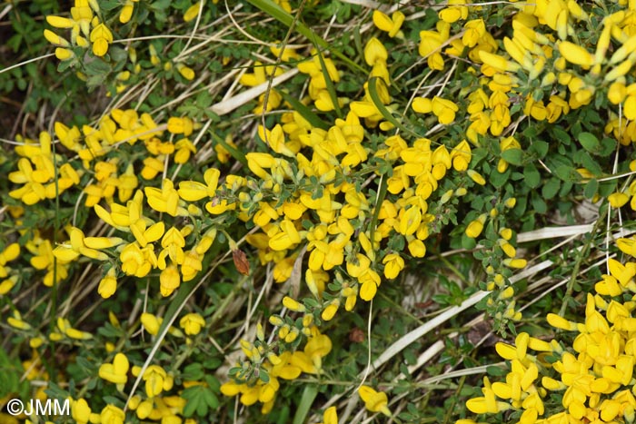 Cytisus decumbens