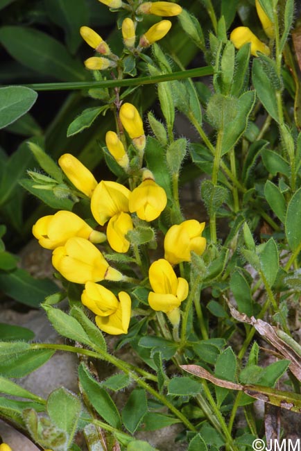 Cytisus decumbens