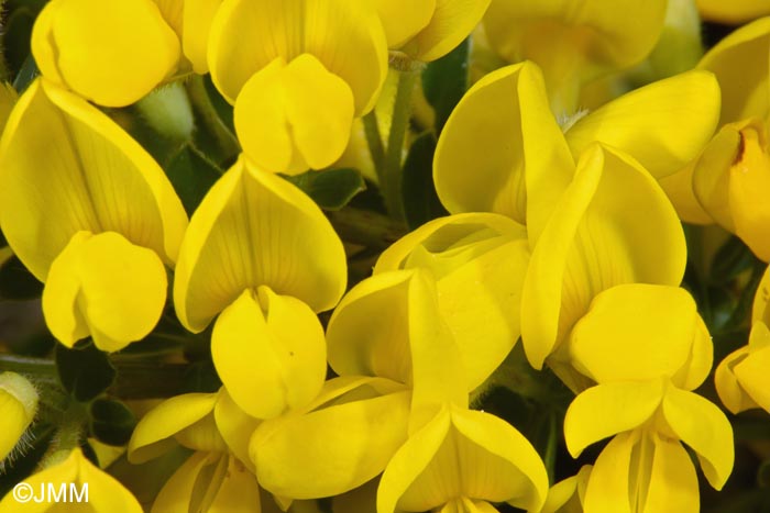 Cytisus decumbens
