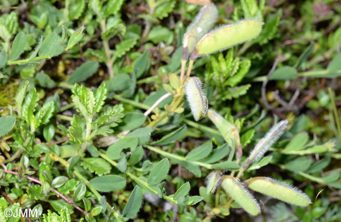 Cytisus decumbens