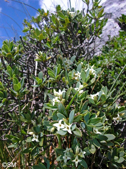 Daphne alpina