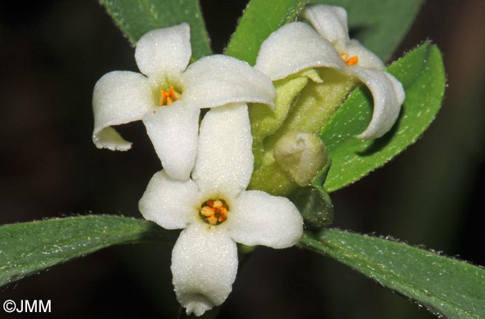 Daphne alpina