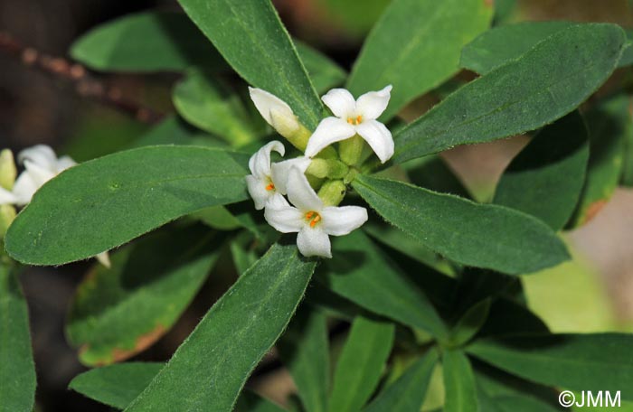 Daphne alpina