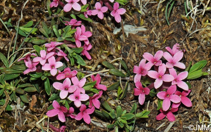 Daphne cneorum