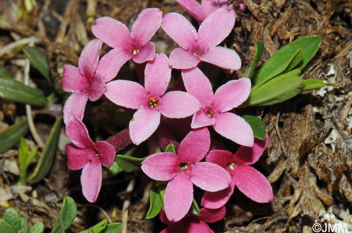 Daphne cneorum