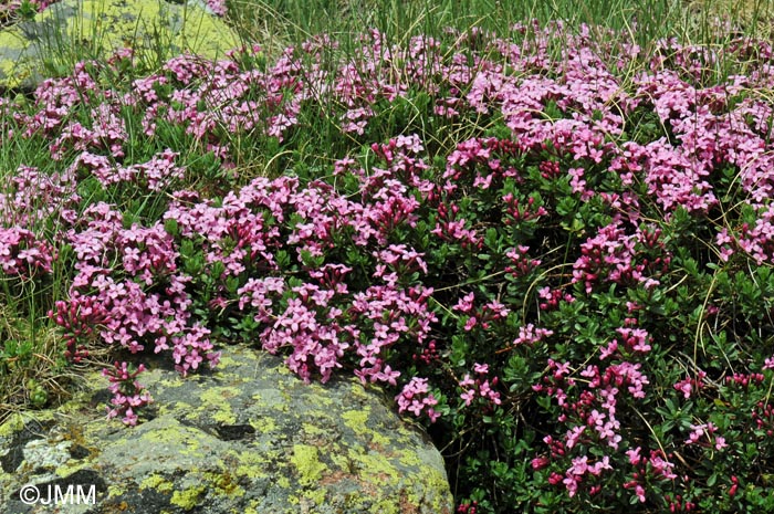 Daphne cneorum