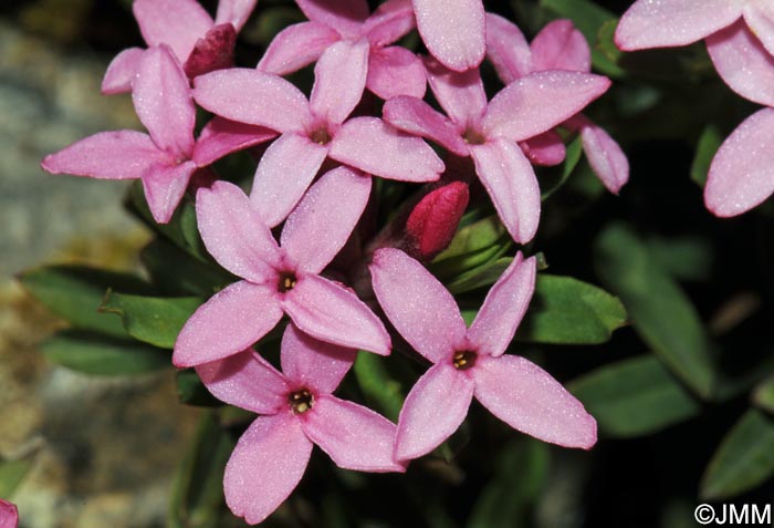 Daphne cneorum