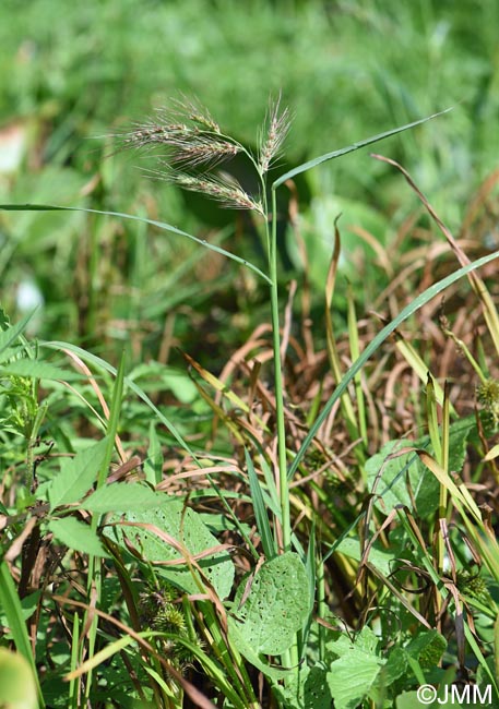 Echinochloa crus-galli