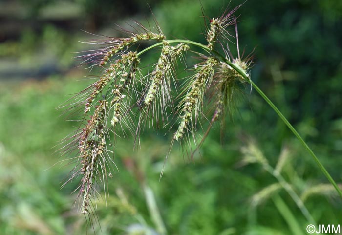 Echinochloa crus-galli