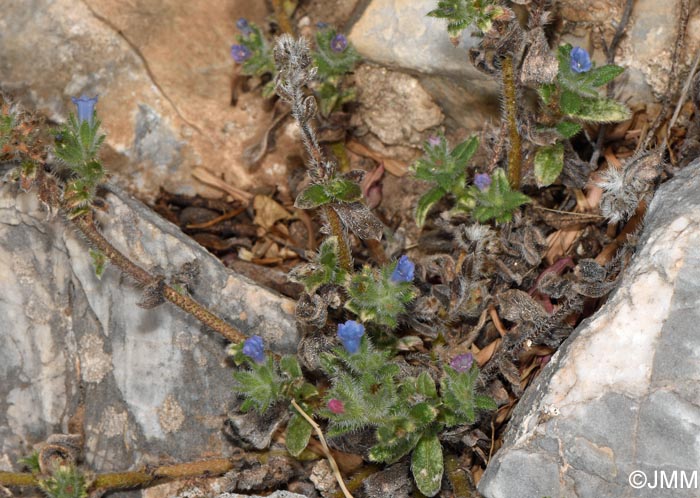 Echium calycinum = Echium parviflorum auct.