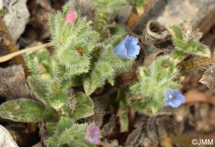 Echium calycinum = Echium parviflorum auct.