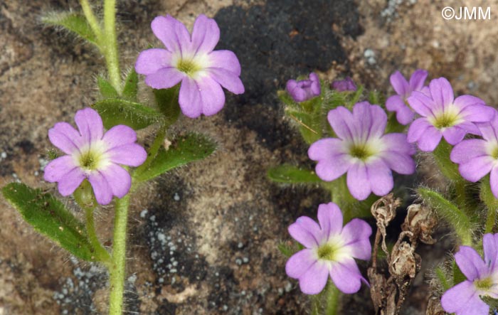 Erinus alpinus