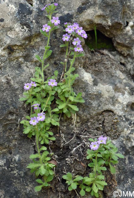 Erinus alpinus