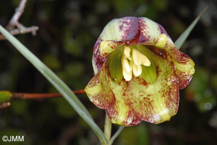 Fritillaria messanensis