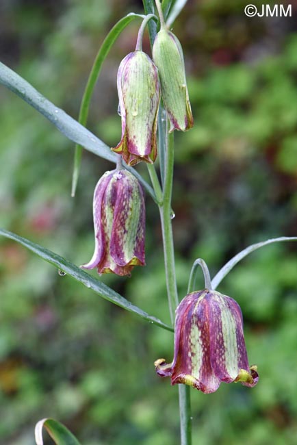 Fritillaria messanensis
