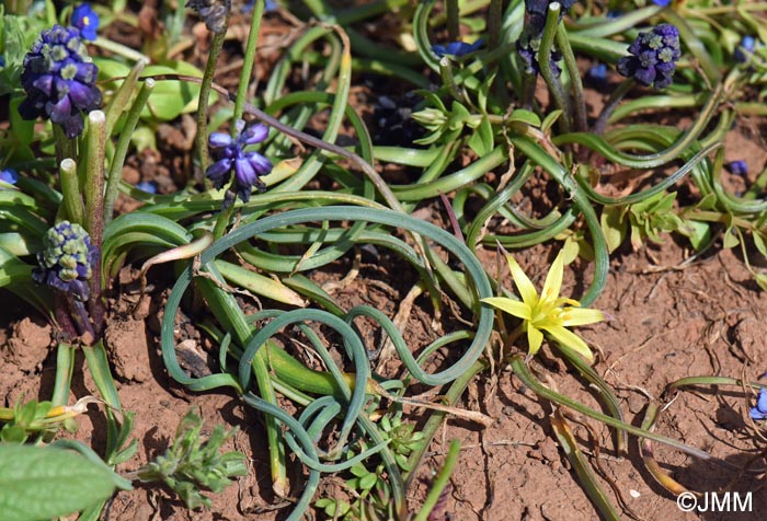 Muscari commutatum & Gagea fibrosa