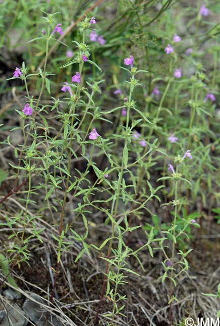 Galeopsis angustifolia